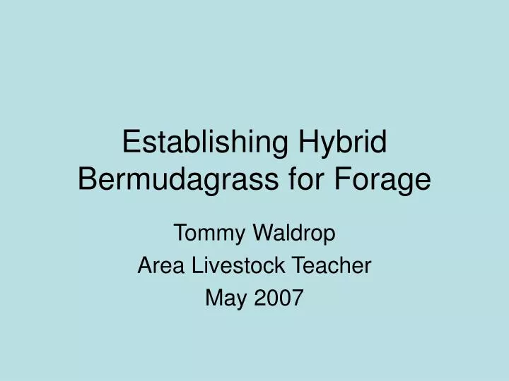 establishing hybrid bermudagrass for forage