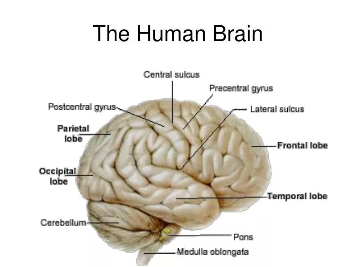 the human brain