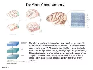 The Visual Cortex: Anatomy