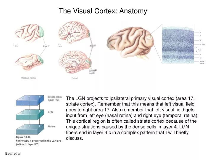 the visual cortex anatomy