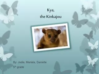 Kya , the Kinkajou