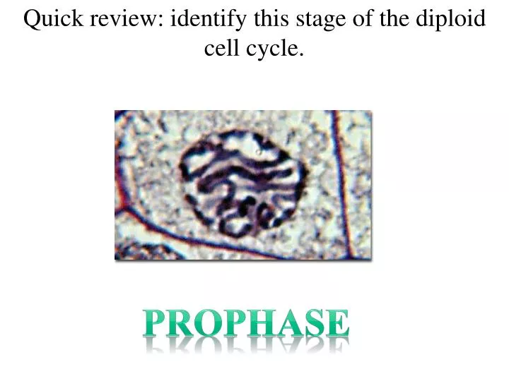 quick review identify this stage of the diploid cell cycle