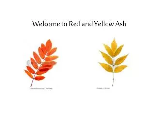 Welcome to Red and Yellow Ash