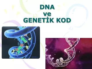 dna ve genet k kod