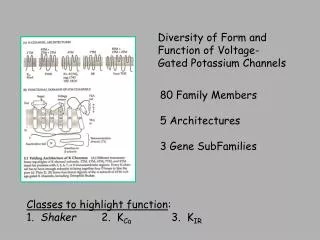 Diversity of Form and Function of Voltage- Gated Potassium Channels