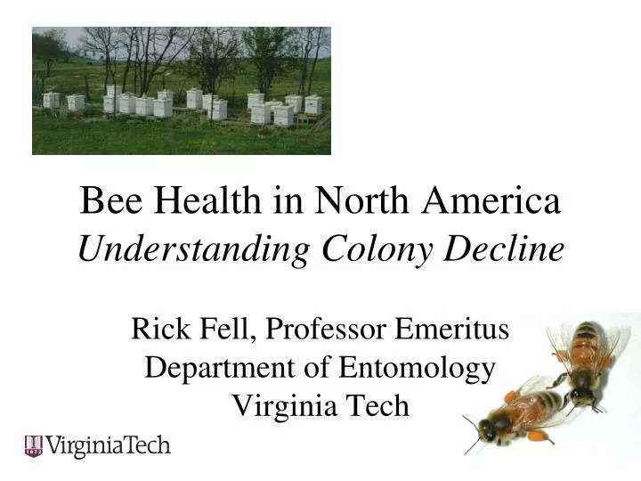 bee health in north america understanding colony decline
