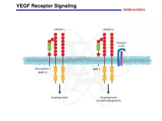 VEGF Receptor Signaling