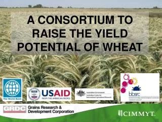 A CONSORTIUM TO RAISE THE YIELD POTENTIAL OF WHEAT