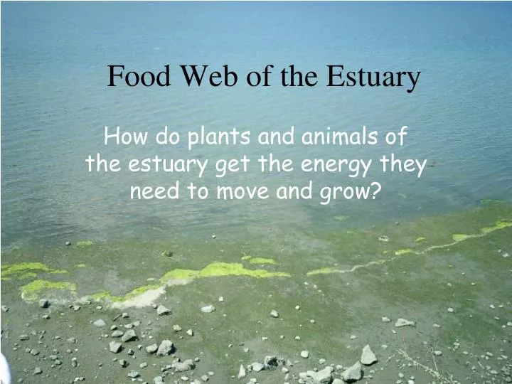 food web of the estuary