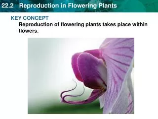 KEY CONCEPT Reproduction of flowering plants takes place within flowers.
