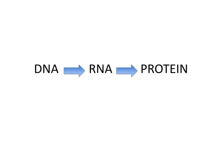 dna rna protein