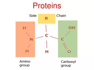 proteins