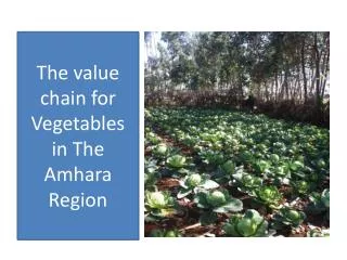 The value chain for Vegetables in The Amhara Region
