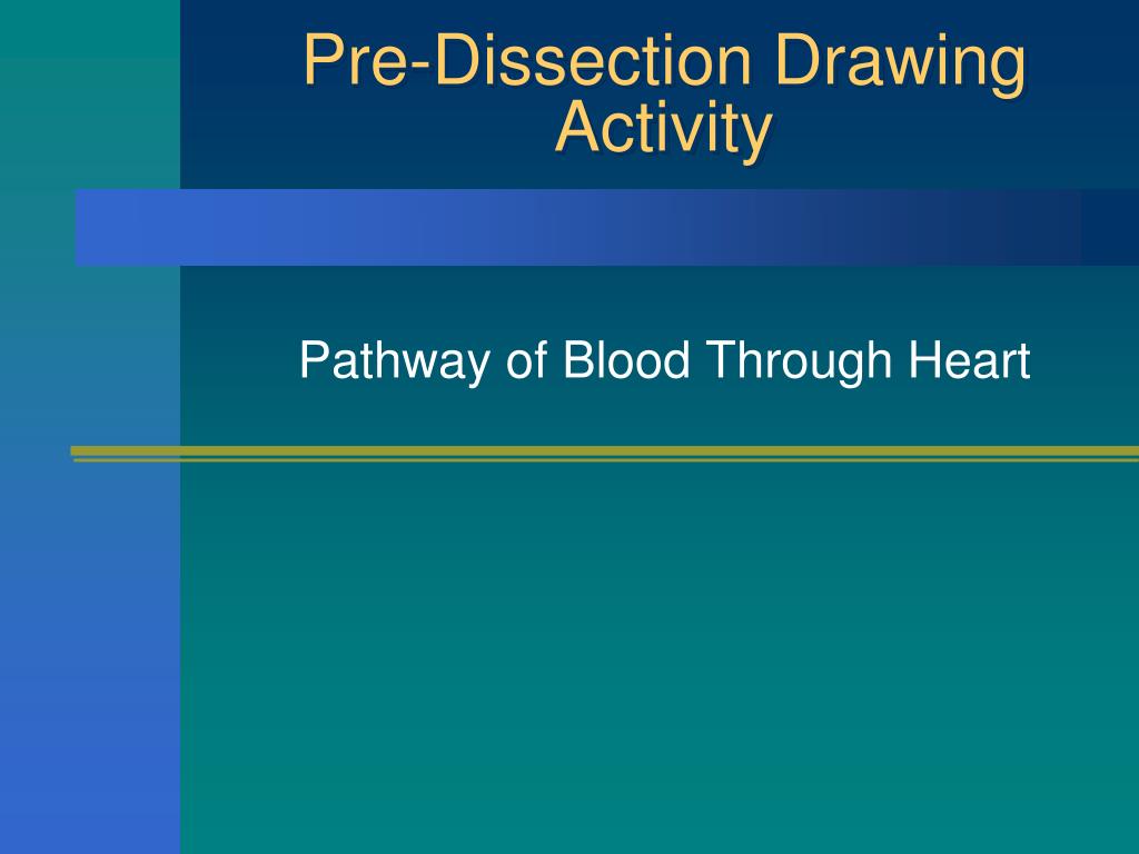 PPT - Pre-Dissection Drawing Activity PowerPoint Presentation, free ...