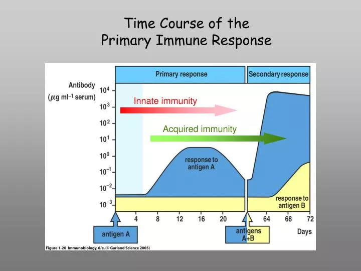 time course of the primary immune response