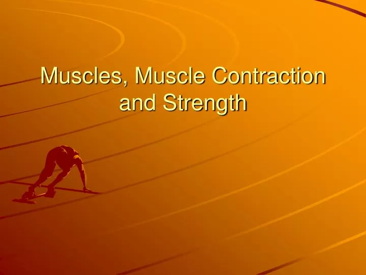 muscles muscle contraction and strength