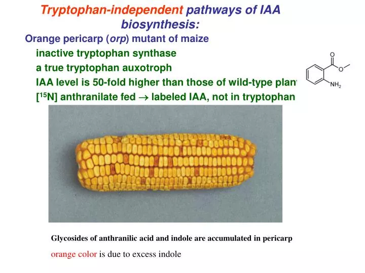 tryptophan independent pathways of iaa biosynthesis