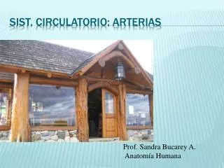 sist circulatorio arterias