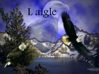 l aigle