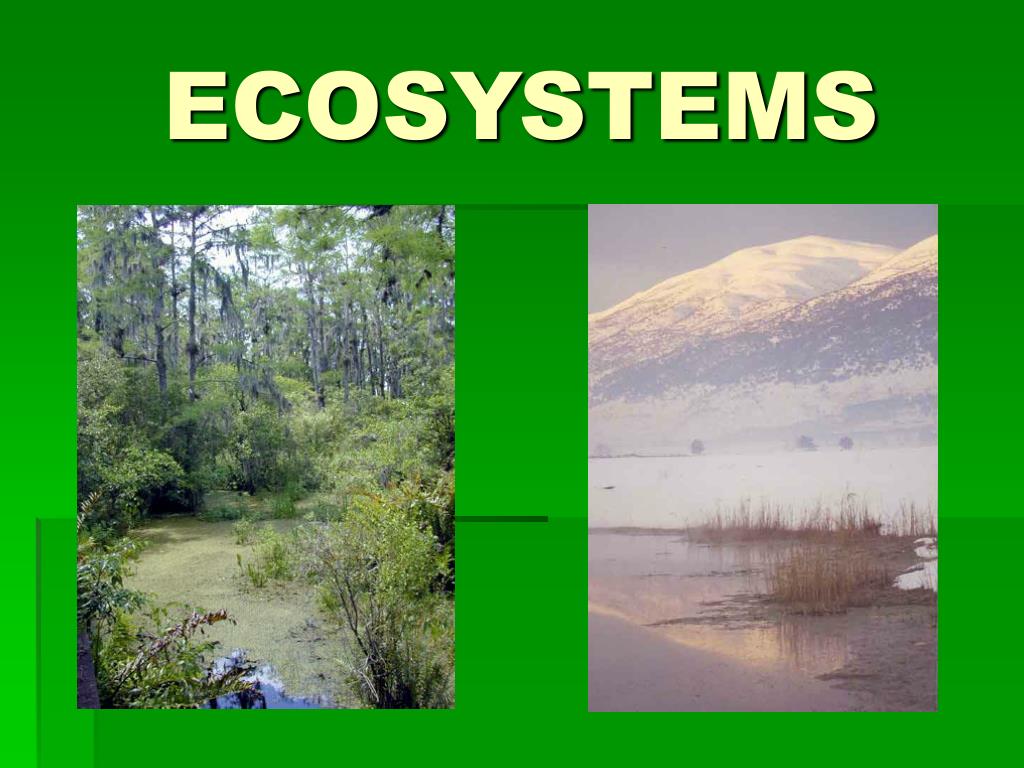 PPT - ECOSYSTEMS PowerPoint Presentation, free download - ID:6634904