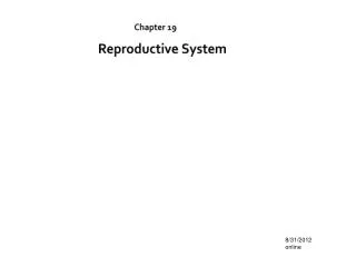 Chapter 19 Reproductive System
