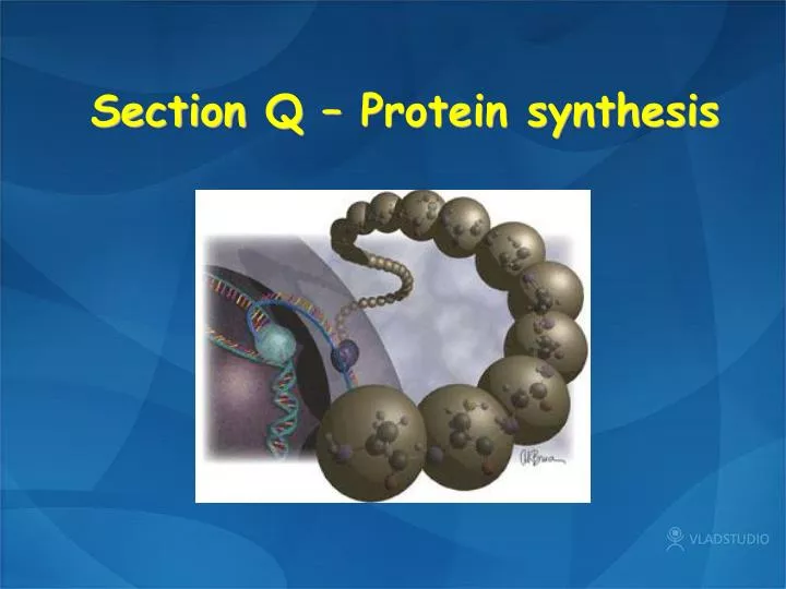 section q protein synthesis