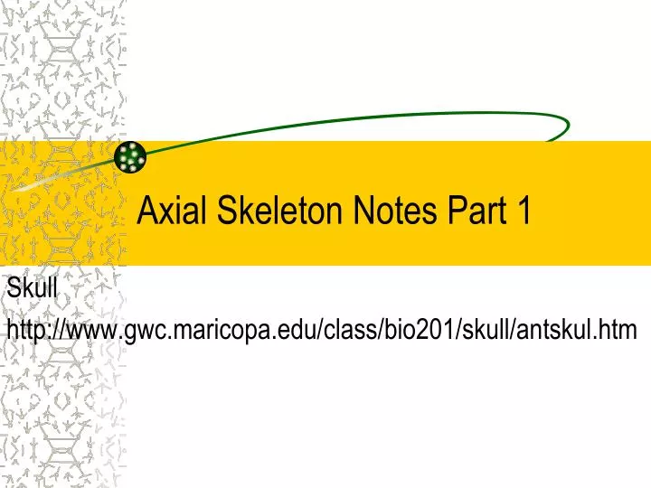 axial skeleton notes part 1