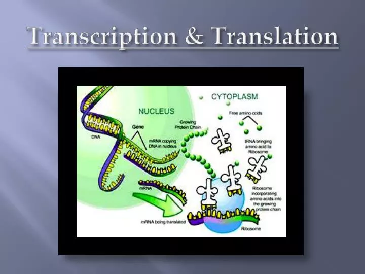 transcription translation