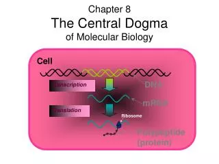 Chapter 8 The Central Dogma of Molecular Biology