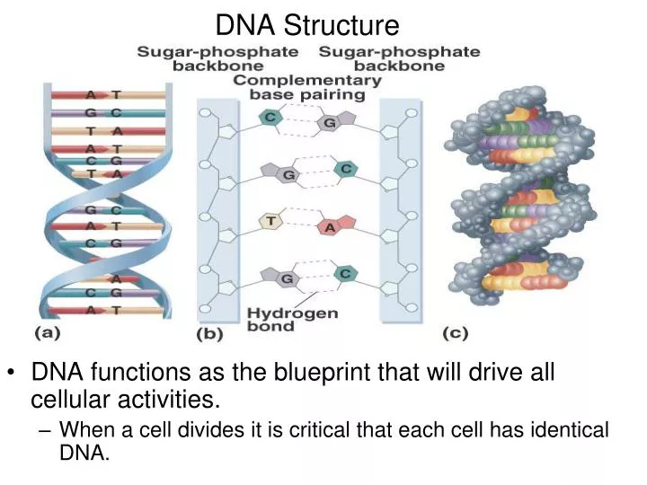 dna structure