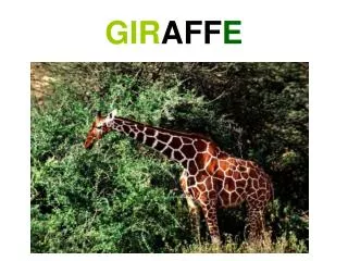 gir aff e