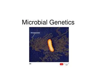 microbial genetics