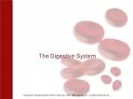 The Digestive System - slide 1