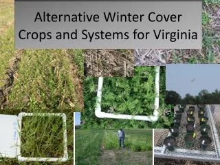 Alternative Winter Cover Crops and Systems for Virginia