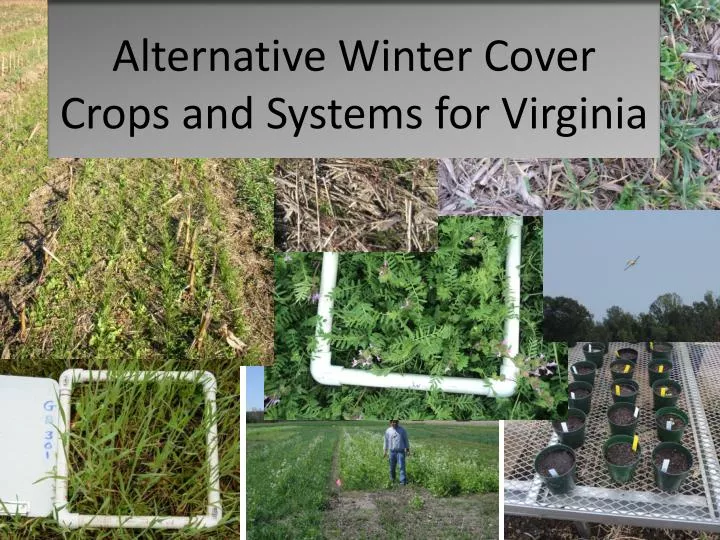 alternative winter cover crops and systems for virginia