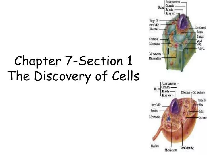 chapter 7 section 1 the discovery of cells