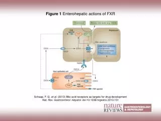 Figure 1 Enterohepatic actions of FXR