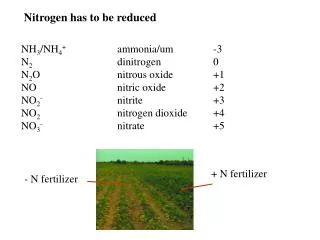 NH 3 /NH 4 + 		ammonia/um		-3 N 2 			dinitrogen		0 N 2 O			nitrous oxide		+1 NO			nitric oxide		+2