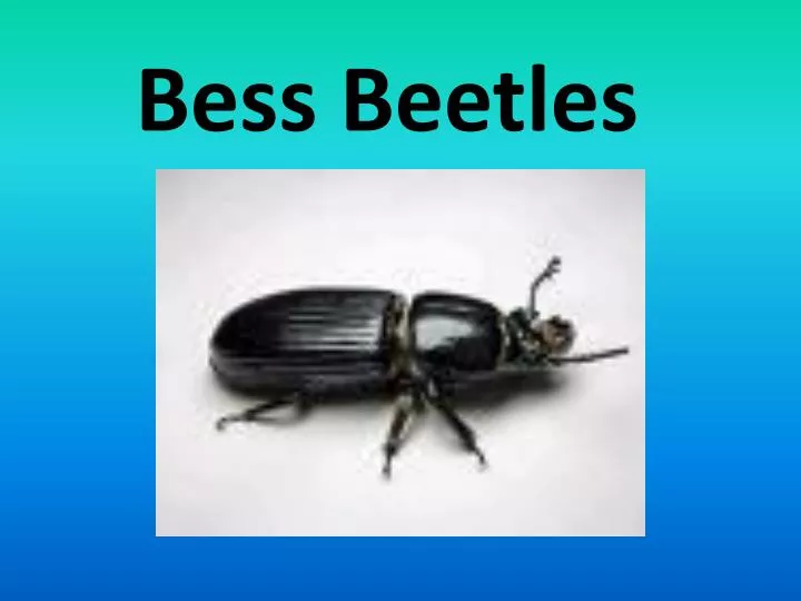 Ppt Bess Beetles Powerpoint Presentation Free Download Id 6640102