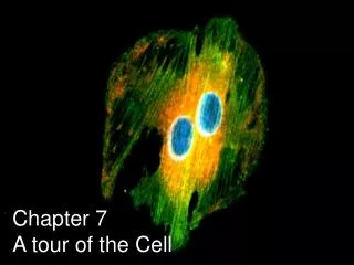 Chapter 7 A tour of the Cell