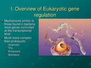 I. Overview of Eukaryotic gene regulation