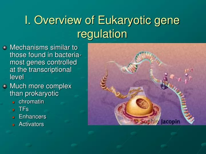i overview of eukaryotic gene regulation