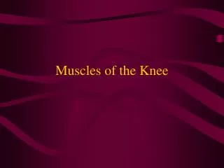 Muscles of the Knee