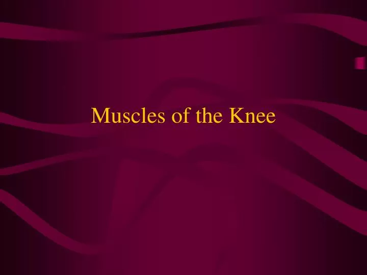 muscles of the knee