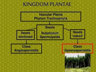 KINGDOM PLANTAE