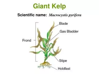 Giant Kelp Scientific name: Macrocystis pyrifera