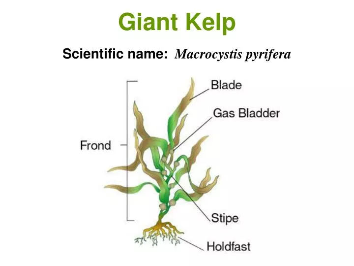 giant kelp scientific name macrocystis pyrifera