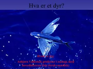 hva er et dyr