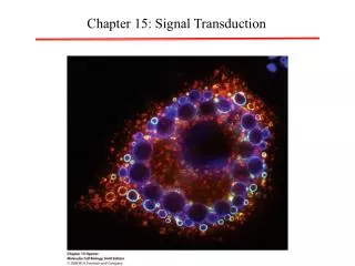 Chapter 15: Signal Transduction