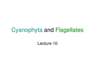 Cyanophyta and Flagellates